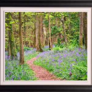 Bluebells